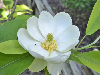 rośliny ozdobne - Magnolia virginiana GLAUCA Magnolia sina C5/1,2m