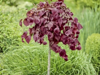 sadzonki - Leszczyna pospolita PURPLE UMBRELLA 'JM 251' PBR Corylus avellana C5/1,4-1,6m