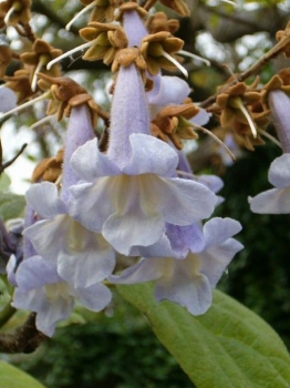 rośliny ogrodowe - Paulownia Tomentosa Oxy tree /P9 *T23