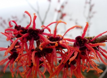 sklep ogrodniczy - Oczar DIANE Hamamelis x intermedia C5/40cm *19K
