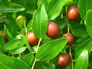 sadzonki - Głożyna pospolita  in. Szydlica pospolita Ziziphus jujuba var. spinosa P9/10-20cm