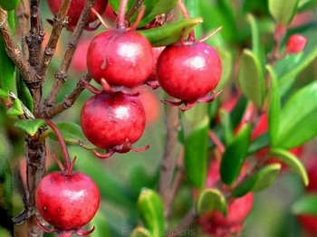 rośliny ogrodowe - Ugni molinae  syn. Myrtus ugni /P9 *G