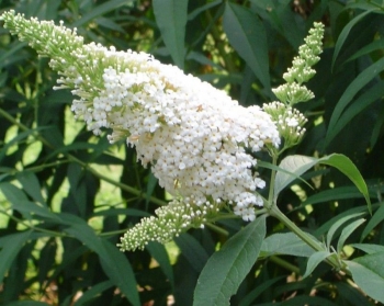 rośliny ogrodowe - Budleja Dawida WHITE PROFUSION (Buddleja davidii) /C5