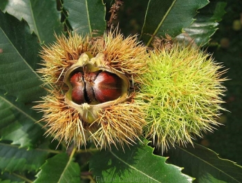 rośliny ogrodowe - Kasztan jadalny CRISPA  Castanea sativa C2/60cm