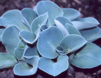rośliny ozdobne - Hosta BLUE MOUSE EARS  Funkia /C2 *5
