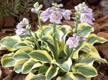 rośliny ozdobne - Hosta LUCKY MOUSE EARS  Funkia P/9