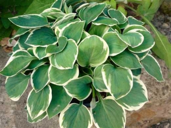 sadzonki - Hosta COUNTRY MOUSE  Funkia /C1