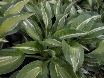 sklep ogrodniczy - Hosta SNAKE EYES  Funkia C1
