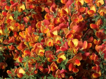 rośliny ozdobne - Żarnowiec ANDREANUS  Cytisus C2 40-60cm