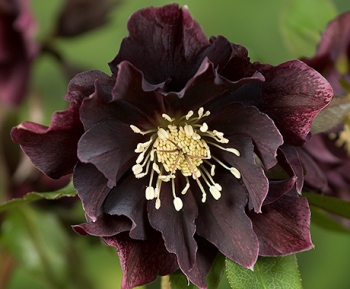 sklep ogrodniczy - Ciemiernik DOUBLE ELLEN PURPLE Helleborus /C2 *16