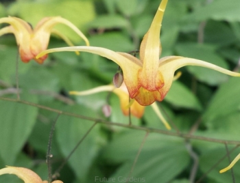 sadzonki - Epimedium AMBER QUEEN  Doskonałe do cienia /C1