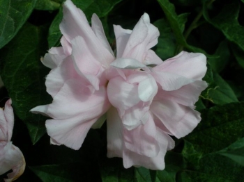 sadzonki - Kielisznik bluszczowaty Multiplex (Calystegia hederacea Multiplex pubescens) /C2 *3