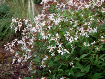 sklep ogrodniczy - Gillenia trifoliata /P19 *5