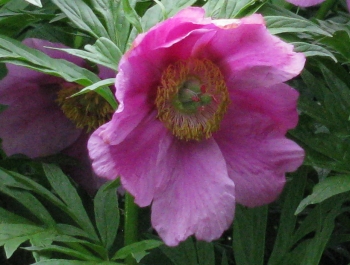 sadzonki - Piwonia Veitcha  Paeonia veitchii /C3