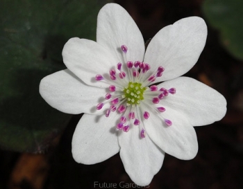 rośliny ogrodowe - Przylaszczka japońska WHITE FOREST  Hepatica japonica /P7