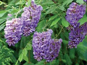 sklep ogrodniczy - Wisteria brachybotrys OKAYAMA Glicynia  C3/50 cm