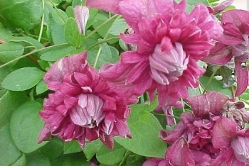 sklep ogrodniczy - Powojnik włoski Purpurea Plena (Clematis Purpurea Plena Elegans) C2