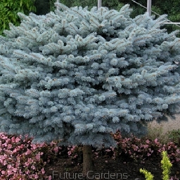 sadzonki - Świerk karłowy OLIWIA Picea pungens C3/Pa50cm