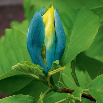 rośliny ogrodowe - Magnolia acuminata BLUE OPAL Magnolia niebieska C2/10-20cm *K9