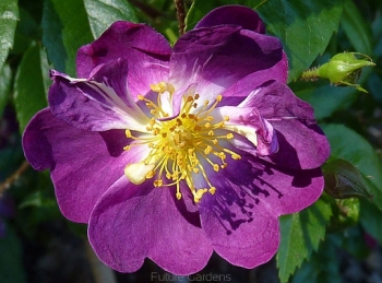 rośliny ozdobne - Róża pnąca VEILCHENBLAU C2/80-100cm *T52
