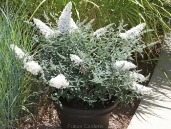 sadzonki - Budleja karłowa WHITE CHIP Buddleja /C3