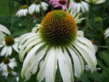 rośliny ozdobne - Jeżówka purpurowa BABY SWAN WHITE Echinacea purpurea /C2 *3