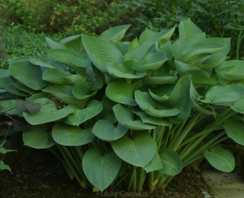 sklep ogrodniczy - Hosta olbrzymia T-REX Funkia /C3 *2