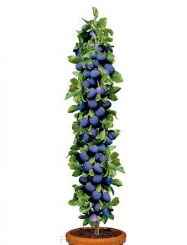sklep ogrodniczy - Śliwa Kolumnowa Imperial® C4/140cm