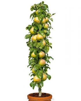 rośliny ozdobne - Grusza kolumnowa Saphira® C4/120-140cm