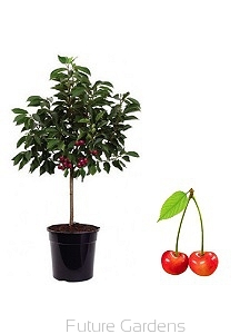 rośliny ozdobne - Mini Wiśnia Piemont® C4/70-90cm