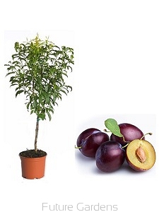 sadzonki - Mini Śliwa Robusto® C4/60cm