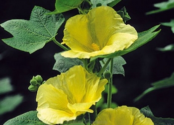 sklep ogrodniczy - Malwa SUNSHINE Altcea /C2,5
