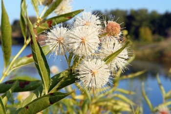 sadzonki - Guzikowiec zachodni (Cephalanthus occidentalis) C2/30-50cm *K20