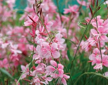 sadzonki - Gaura Siskiyou Pink /C2