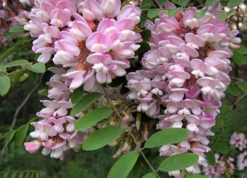 rośliny ogrodowe - Robinia slavinii HILLIERI C5/1,5m