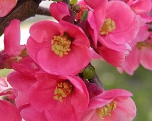 rośliny ozdobne - Pigwowiec wspaniały PINK LADY na PNIU Chaenomeles x superba C7,5/Pa1,5(1,8)m