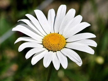 sklep ogrodniczy - Złocień właściwy (Chryzanthemum leucanthemum) P11