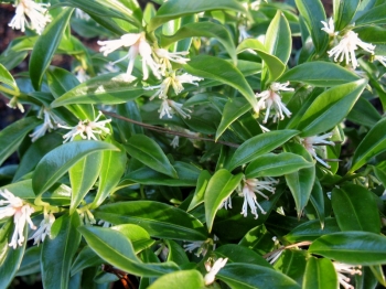 rośliny ozdobne - Sarcococca confusa P13/15-20cm *K25