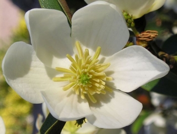 sadzonki - Magnolia laevifolia Michelia yunnanensis C5/50-80cm *32T