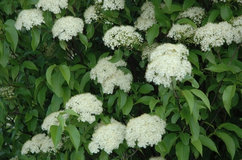 rośliny ozdobne - Kalina kanadyjska am. Nannyberry Viburnum lentago C3/30-50cm *13