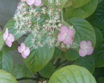 rośliny ogrodowe - Hortensja pnąca CRUG CORAL Hydrangea anomala glabra C2/40-50cm *K13