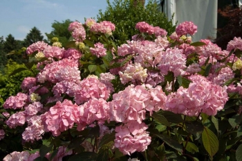 rośliny ogrodowe - Hortensja piłkowana PREZIOSA Hydrangea serrata /C3 *9