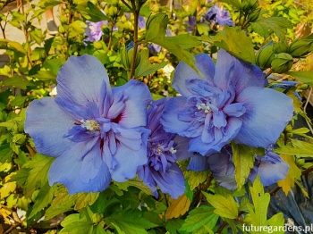 sklep ogrodniczy - HIBISCUS syriacus BLUE CHIFFON Ketmia syryjska P15/30-40cm