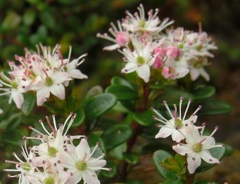 rośliny ogrodowe - Leiophyllum buxifolium zw. Kalmia buxifolia /C2