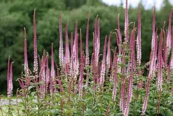 sklep ogrodniczy - Przetacznikowiec syberyjski RED ARROWS Veronicastrum sibiricum /C2