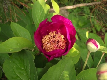 rośliny ozdobne - Piwonia kaukaska Paeonia caucasica /C2