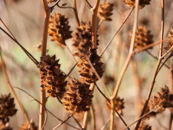 sklep ogrodniczy - Lukrecja chińska Glycyrrhiza yunnanensis /P9 *13