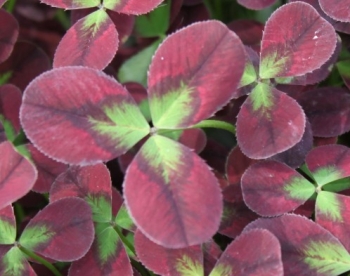 sklep ogrodniczy - Koniczyna biała ISABELLA Trifolium repens /C2