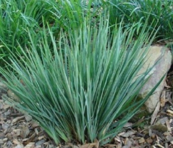 rośliny ogrodowe - Dianella revoluta 'DR5000' Little Rev /C2 *K9