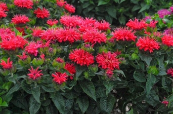 rośliny ogrodowe - Pysznogłówka karłowa 'Pardon My Cerise' Monarda /C2,5